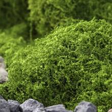 100cm*100cm Articiaifl Moss Carpet Aquascape Bionic Turf Fake Moss Micro-Landscaping Arrangement Lawn Bonsai Potted Plants Pavement