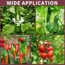 100 bucăți cleme pentru roșii din material PP pentru grădinărit acasă, suport pentru plante din plastic durabil pentru cățărare legume și flori - cleme pentru plante de viță de vie pentru castraveți, dovleci - 1 inch legături pentru plante albe