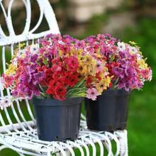 1 Conjunto/7 Conjuntos/14 Conjuntos/Flores Artificiais Internas e Externas, Flores Falsas Internas e Externas, Plantas de Jardim, Soleiras de Janelas, Casamentos Familiares, Casas de Campo, Decorações de Flores de Plástico Falsas Que Não Desbotam, Vasos Pendurados com Flores Falsas, Decorações de Vasos de Cozinha e Domésticos, (7 Cores) Presentes, Aniversários, Formatura