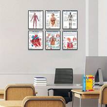 6张无框人体解剖海报套装，涵盖人体生物学、解剖学、科学等主题，适用于高中科学教学、教室装饰、家居墙面装饰、礼品赠送。创意家居墙面装饰，适用于卧室、客厅、厨房、浴室、咖啡厅。帆布墙画，房间装饰海报，家居装饰，房间美学装饰。画框需另购。