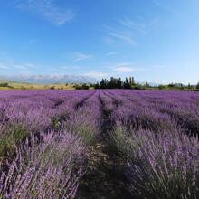 200/300pcs Lavender Bouquet - 3/5 Bundles Of Dried Flowers For Home Decor, Aromatherapy & Photography Props, Pest-Free Processing,Wedding Decoration, Rural Wedding, Bathroom, Bedroom, Yoga Studio | Used For Valentine's Day, Christmas, Thanksgiving, Anniversaries