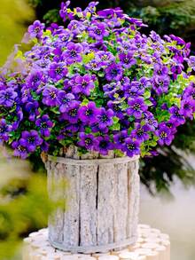 Morado