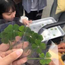 1 件幸运四叶草透明卡片套装带叶脉书签、清新简约明信片封面贴纸、展示卡、学校用品、返校 - 彩色 - 查看 2