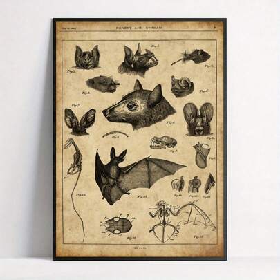 1pc Vintage Bat Anatomy Chart Poster - Optional Frame Art Deco, Retro Wall Art For Living Room, Bedroom, Home Office - Medium Bird Theme Canvas Print With Educational Details - Perfect Indoor Hanging Decor For Nature Lovers And Animal Enthusiasts