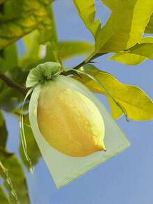 50个装花园水果保护网袋防虫防鸟水果网袋保护植物免受害虫鸟类松鼠侵害多功能抽绳收纳袋 - 彩色 - 查看 5