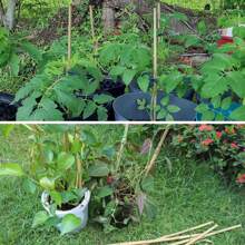 50pcs 2FT Bamboo Plant Stakes For Indoor Outdoor Plants, 0.32in-0.4in Bamboo Sticks Garden Support Stakes Bamboo Poles Trellis For Tomato Vegetables Beans Trees Potted Climbing Plants