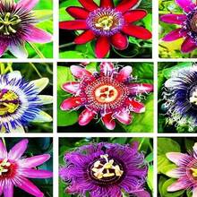 Mix Fruit Seeds Berry Seeds For Planting (6 Varieties) Heirloom Lemon Cherry Apple Orange Blueberry Passionfruit Seeds For Home Garden, Yellow - Multicolor - View 5