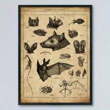 1张复古蝙蝠解剖图海报 - 可选装裱,装饰艺术风格,复古墙饰,适用于客厅、卧室、家庭办公室 - 中等尺寸鸟类主题帆布画,包含丰富的教育细节 - 室内悬挂装饰,是自然和动物爱好者的理想之选 - 1個 - 查看 7