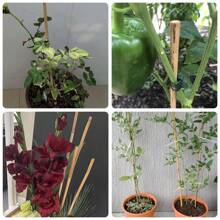 50pcs 2FT Bamboo Plant Stakes For Indoor Outdoor Plants, 0.32in-0.4in Bamboo Sticks Garden Support Stakes Bamboo Poles Trellis For Tomato Vegetables Beans Trees Potted Climbing Plants