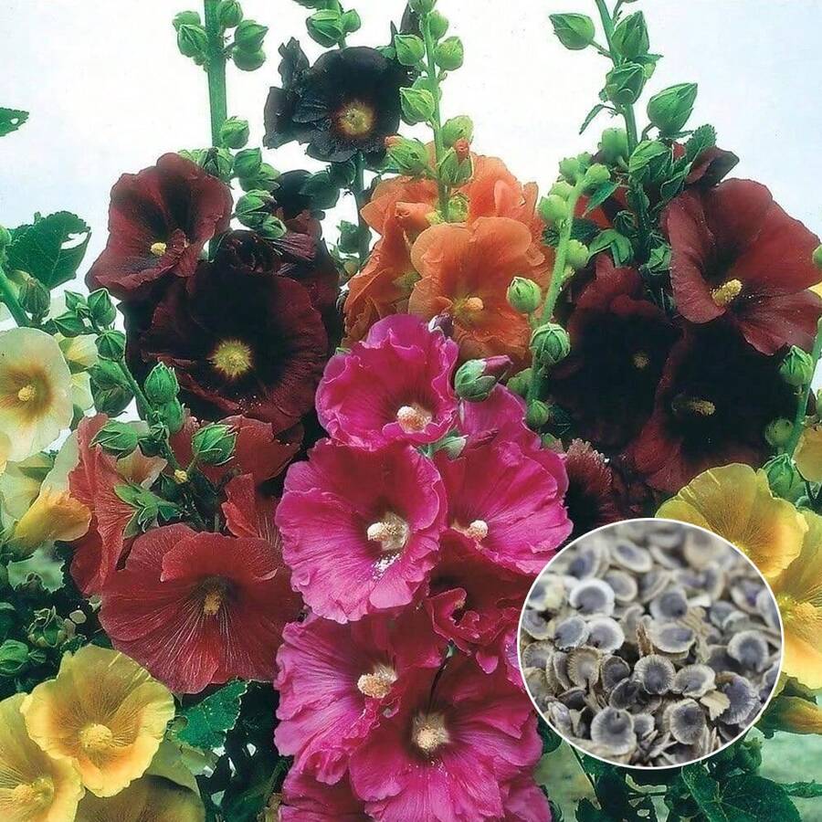 Alcea Rosea Mixed Color Perennial Flower Seeds Dark Red  Pink Yellow And Orange Non GMO Heirloom Hollyhock Flower - 1 - View 1