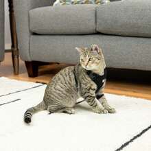 ~~~Polyester Large Cat Harness And Leash Combo, Black, One Size~~~ - Black - View 3