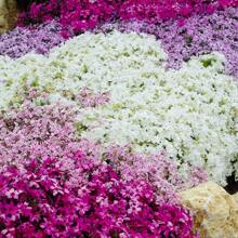 1000+ Phlox Seeds For Planting Mixed Color - Popstars Phlox Creeping Perennial Ground Cover - Annual Flower Seeds For Home And Garden