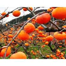 20 semillas de caqui japonés para plantar (caqui FuYu tradicional sin OMG) - Naranja - Ver 5