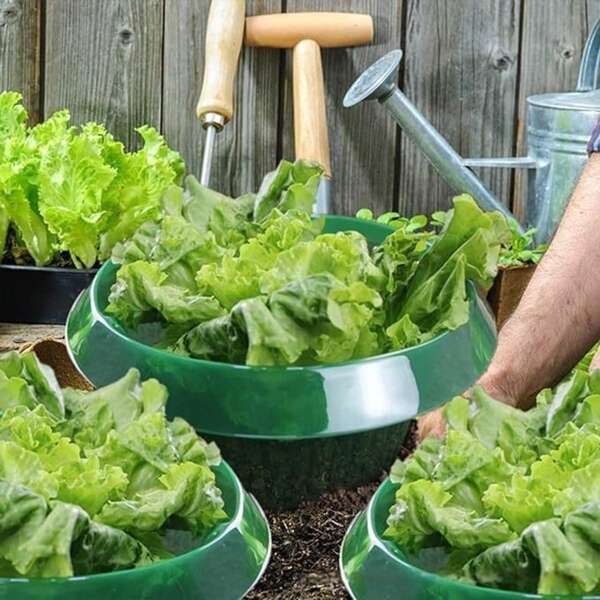 15pcs/Pack Vegetable Protection Cover, Thicker Round Snail Neck Ring, Commercial Use Seedling Guard, Ornamental & Green Transparent