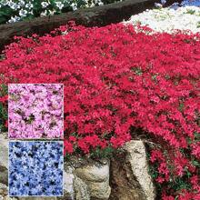1000+ Phlox Seeds For Planting Mixed Color - Popstars Phlox Creeping Perennial Ground Cover - Annual Flower Seeds For Home And Garden