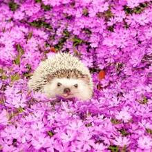 1000+ Phlox Seeds For Planting Mixed Color - Popstars Phlox Creeping Perennial Ground Cover - Annual Flower Seeds For Home And Garden