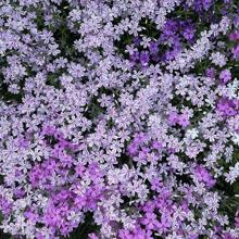 1000+ Phlox Seeds For Planting Mixed Color - Popstars Phlox Creeping Perennial Ground Cover - Annual Flower Seeds For Home And Garden