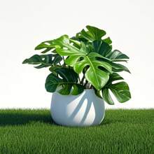 1pc Artificial Turtle Back Leaf Potted Plant, 6 Inch Fake Turtle Back Leaf In White Planter, Suitable For Decoration On Desks, Homes, Office Shelves, Beautiful Accent For Life!