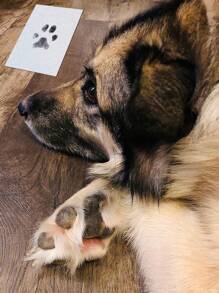 Pet Pawprint Kit For Dog & Cat, Dog Paw Print Pad Kit, Clean Touch Ink Pad For Pets,Inkless Hand And Footprint Kit - Ink Pad For Pet Hand And Footprints - Dog Paw Print Kit,Dog Nose Print Kit