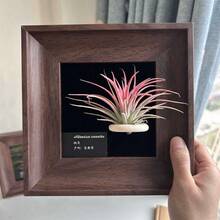 1pc Vintage Wooden Decorative Photo Frame, Wall Hanging Photo Frame, Plant Hanging Bracket, Desktop Photo Frame Ornament, Home Decoration (Excluding Plants And Cards In Pictures) - 1Pcs - View 10