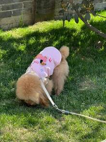 1件 LANGXINGCS 冬季卡通狗狗背心，条纹图案透气猫咪背心，宠物背心，涤纶材质，柔软透气，可爱蝴蝶结设计，适合中小型猫狗