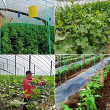 1 Roll Multi-Purpose Useful Binding Cord, Durable Gardening String For Supporting Vegetables And Tomatoes, Suitable For Greenhouse, Plant Racks, Fishing Net Repair And More
