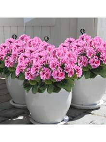 Geranios artificiales - Flores rosas realistas y hojas verdes. Para decoración tanto interior como exterior. Para decoración de bodas, jardines, porches, terrazas, cajas de ventana y macetas colgantes. Exhibiciones estacionales, resistentes a los rayos UV.