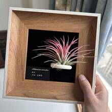 1pc Vintage Wooden Decorative Photo Frame, Wall Hanging Photo Frame, Plant Hanging Bracket, Desktop Photo Frame Ornament, Home Decoration (Excluding Plants And Cards In Pictures) - 1Pcs - View 11