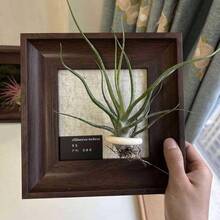 1pc Vintage Wooden Decorative Photo Frame, Wall Hanging Photo Frame, Plant Hanging Bracket, Desktop Photo Frame Ornament, Home Decoration (Excluding Plants And Cards In Pictures) - 1Pcs - View 12