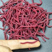 50/100/200/300 pièces d'appâts de pêche souples sous forme de vers - leurres en plastique en forme de grubs rouges avec un design réaliste de vers et une odeur attrayante pour les poissons