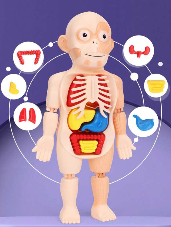 1 Set Modelo educativo de órganos humanos para niños, juguete de aprendizaje DIY, regalo, accesorios de color aleatorio