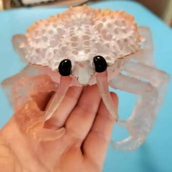 قطعة واحدة من لعبة جاذبة للسرطان المطاطية المرنة - تمثال حيواني بحري واقعي باللونين البرتقالي والأبيض ذو عيون سوداء - مناسبة للاسترخاء والضغط والاسترخاء - هدية مثالية ليوم الهالوين وعيد الميلاد والكريسماس