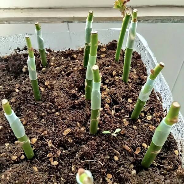 50 pièces Manchon professionnel pour la greffe de plantes - Plantoir à bulbes, manchon de greffe pour arbres fruitiers et fleurs, adapté à la réparation des arbres fruitiers et des greffes en groupe