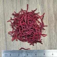 50/100/200/300 pièces d'appâts de pêche souples sous forme de vers - leurres en plastique en forme de grubs rouges avec un design réaliste de vers et une odeur attrayante pour les poissons