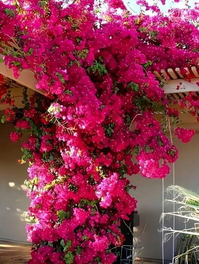 1/5/10pcs 2.6ft Artificial Bougainvillea Vine Branches ,Real Touch Artificial Bougainvillea Branches,Freestanding Flower Decor For Home,Weddings,Valentine's Day,Garden Courtyard Porch Home Decoration,Garden Decoration,Flower Decorations,Artificial Plants,Party And Holiday Decorations,Valentine's Day Gifts,Mother's Day Gifts, Spring Decorations,New Year Decorations