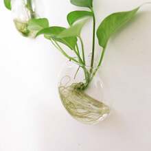 Paquete de 1/2 terrarios de vidrio colgantes para plantas, jarrones colgantes de pared para plantas, decoración hidropónica de interiores - transparente - Ver 7