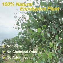 Tallos de eucalipto secos y preservados, 5-10 piezas 100% hojas de dólar de plata natural real para llenar jarrones, ramas de plantas de eucalipto frescas de 15-17" para arreglos florales, decoración del hogar y bodas (2.8 oz)