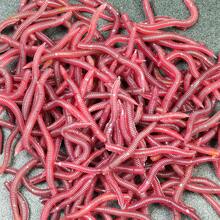 50/100/200/300 pièces d'appâts de pêche souples sous forme de vers - leurres en plastique en forme de grubs rouges avec un design réaliste de vers et une odeur attrayante pour les poissons