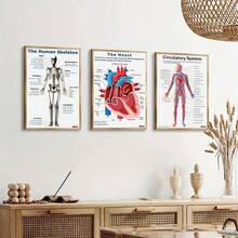 1/3pcs Human Anatomy Poster, Science Posters Optional Frame, Human Biology, 6 Poster, High School Science, Educational Poster, Classroom Decor, Wall Arts ,Wall Art With Frame - Multicolor - View 6