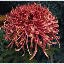 1000pcs Mixed Chrysanthemum Seeds - Seeds - View 3