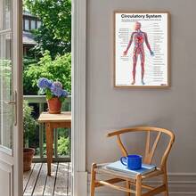 1/3pcs Human Anatomy Poster, Science Posters Optional Frame, Human Biology, 6 Poster, High School Science, Educational Poster, Classroom Decor, Wall Arts ,Wall Art With Frame - Multicolor - View 8