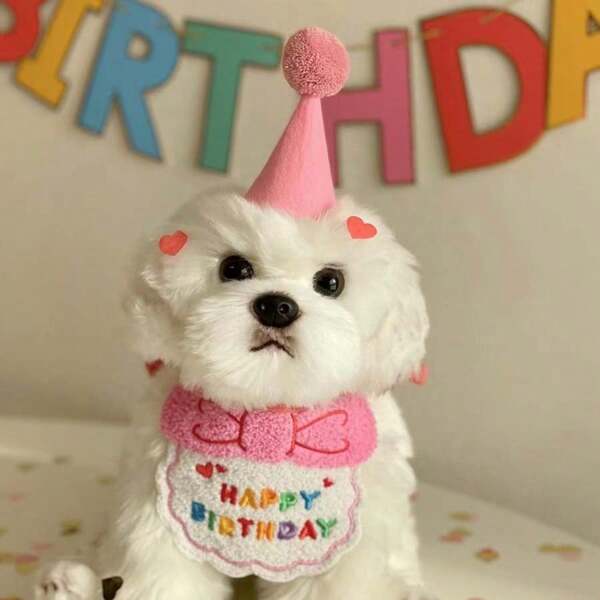 Cute Pet Drool Bib Embroidered With Dog Bib, Cat Scarf, Yellow Duck, Happy Birthday Drool Bib