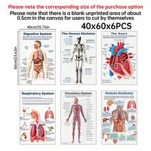 6张无框人体解剖海报套装，涵盖人体生物学、解剖学、科学等主题，适用于高中科学教学、教室装饰、家居墙面装饰、礼品赠送。创意家居墙面装饰，适用于卧室、客厅、厨房、浴室、咖啡厅。帆布墙画，房间装饰海报，家居装饰，房间美学装饰。画框需另购。
