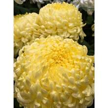 1000pcs Beautiful Yellow Giant Chrysanthemum Seeds - Seeds - View 1