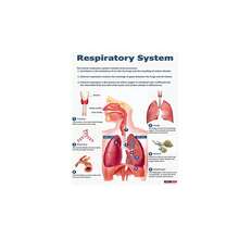 1/3pcs Human Anatomy Poster, Science Posters Optional Frame, Human Biology, 6 Poster, High School Science, Educational Poster, Classroom Decor, Wall Arts ,Wall Art With Frame - Multicolor - View 12
