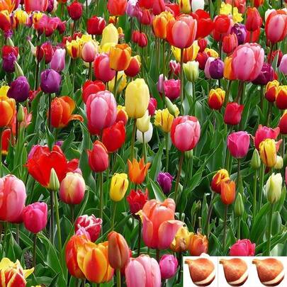1000pcs Fall Planting Mixed Perennial Flowers Tulips Ideal Subzone Planting SelfGrow Gift Ideas