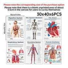6张无框人体解剖海报套装，涵盖人体生物学、解剖学、科学等主题，适用于高中科学教学、教室装饰、家居墙面装饰、礼品赠送。创意家居墙面装饰，适用于卧室、客厅、厨房、浴室、咖啡厅。帆布墙画，房间装饰海报，家居装饰，房间美学装饰。画框需另购。