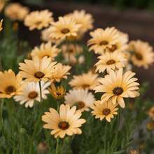 Outsidepride 1000 Seeds Annual Salmon African Daisy Flower Seeds For Planting - 1000 Seeds - View 3