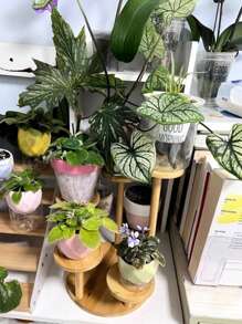1 peça Suporte de Vaso de Flor para Mesa, Prateleira de Armazenamento de Madeira Sólida Triangular Criativa para Plantas Suculentas, Suporte de Exibição