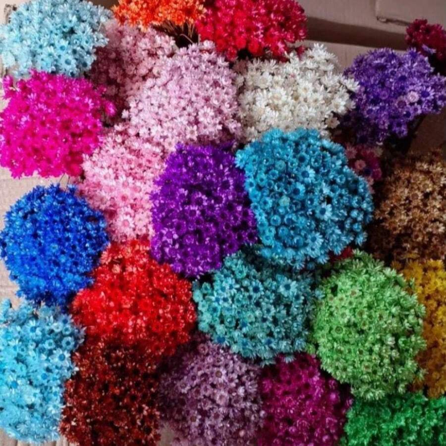 200 Everlasting Flower Mosquito Dehydrated Deposit - Màu Hồng Tươi - Xem 1